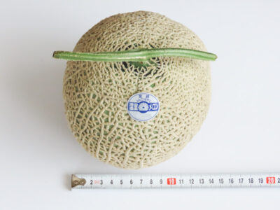 宮崎県産アールスメロンの直径を計測（約13.5cm）