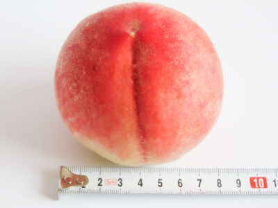 山梨県産・白桃1個のサイズを計測（約8cm）