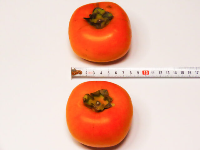 黒あま柿の大きさを計測（7.5～8cm）