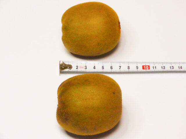さぬきゴールドキウイの大きさを計測（6.5～7cm）