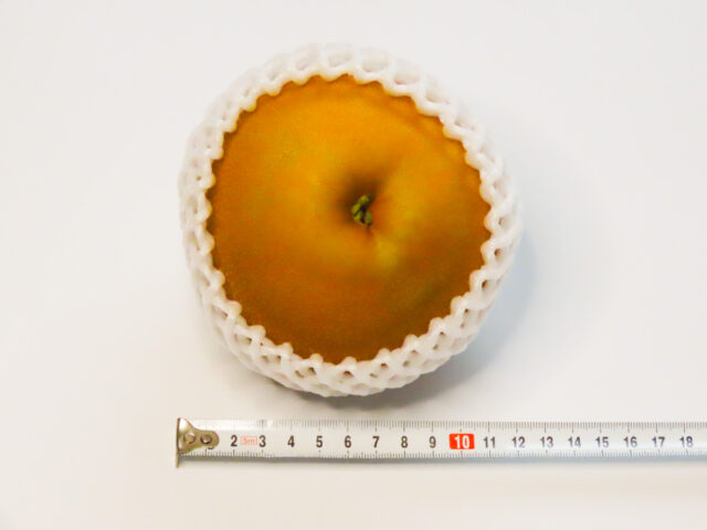 栃木県産にっこり梨の大きさを計測（直径は約11.5cm）