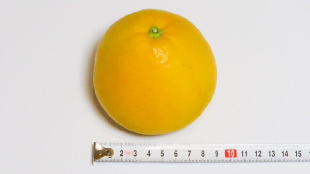 愛媛県産 美生柑のサイズ（直径約9cm）